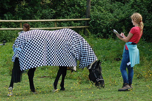 Horse with black and white patterned blanket person studying beside